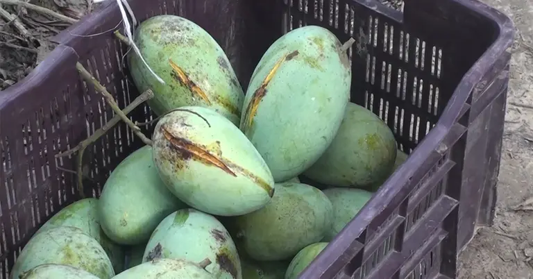 মাছি পোকার আক্রমণে ফেটে যাওয়া আম